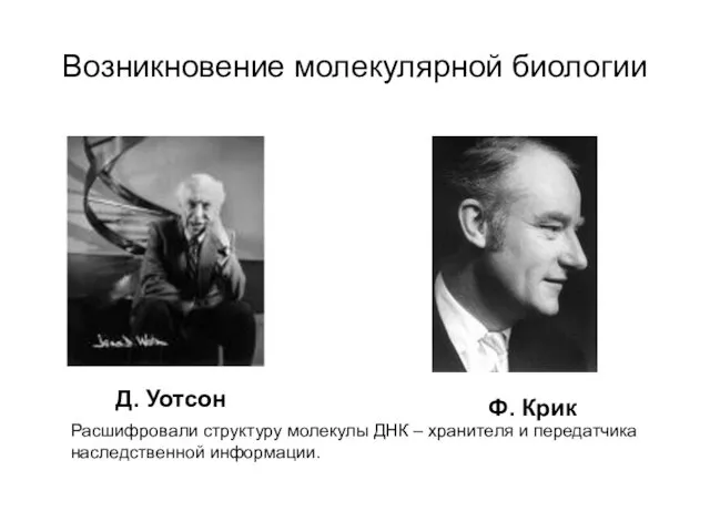 Возникновение молекулярной биологии Д. Уотсон Ф. Крик Расшифровали структуру молекулы ДНК