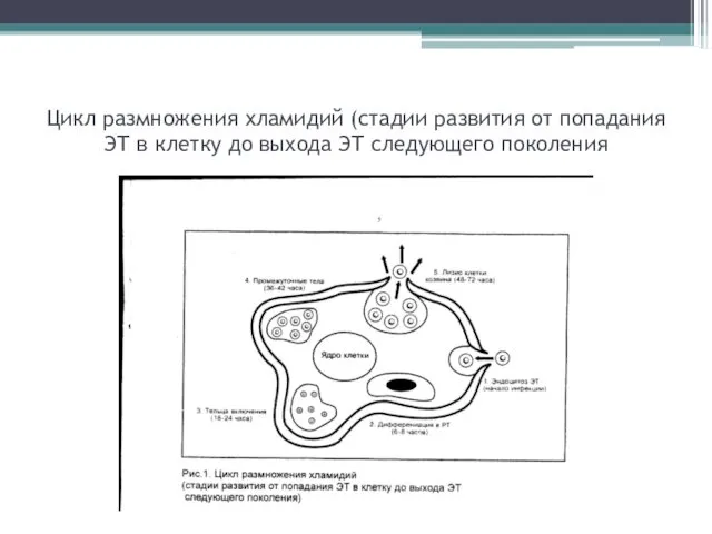 Цикл размножения хламидий (стадии развития от попадания ЭТ в клетку до выхода ЭТ следующего поколения