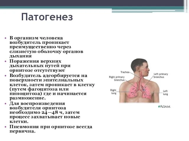 Патогенез В организм человека возбудитель проникает преимущественно через слизистую оболочку органов