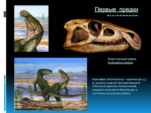 Первые предки динозавров Реконструкция черепа Archosaurus rossicus Архозавры (Archosaurus) – крупные