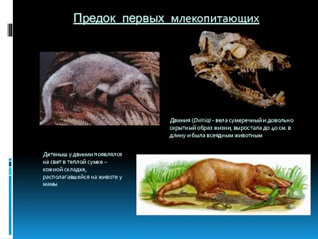 Предок первых млекопитающих Детеныш у двинии появлялся на свет в теплой