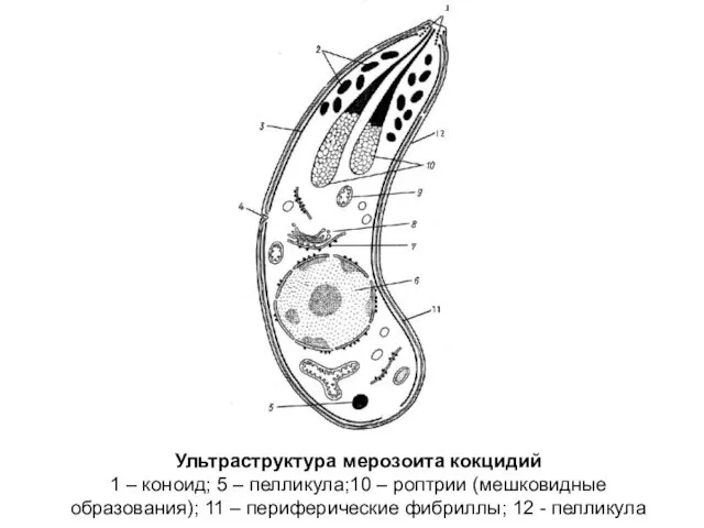 Ультраструктура мерозоита кокцидий 1 – коноид; 5 – пелликула;10 – роптрии