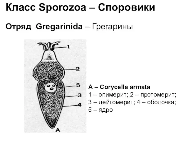 Класс Sporozoa – Споровики Отряд Gregarinida – Грегарины А – Corycella
