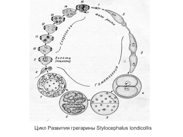 Цикл Развития грегарины Stylocephalus londicollis