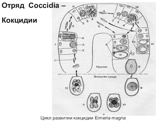 Цикл развитии кокцидии Eimeria magna Отряд Coccidia – Кокцидии