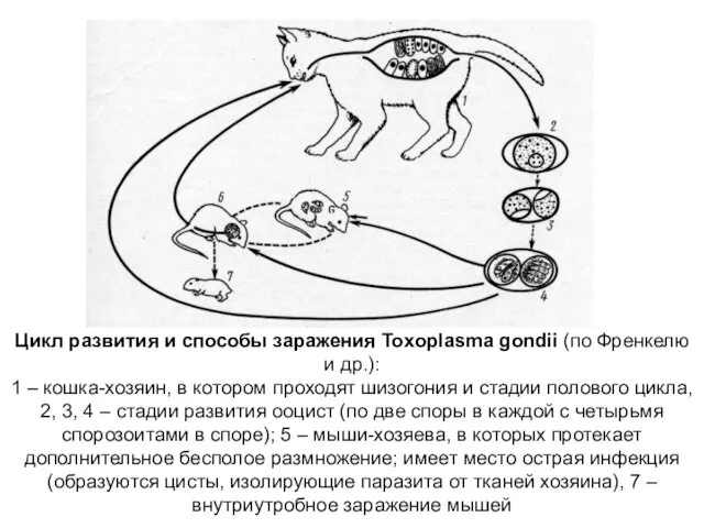 Цикл развития и способы заражения Toxoplasma gondii (по Френкелю и др.):