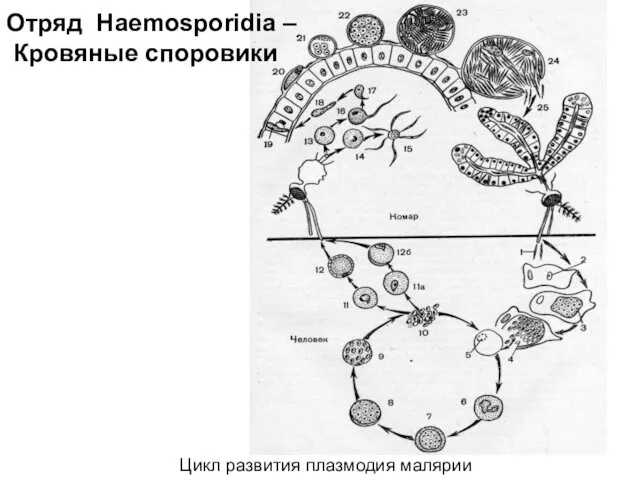 Цикл развития плазмодия малярии Отряд Haemosporidia – Кровяные споровики