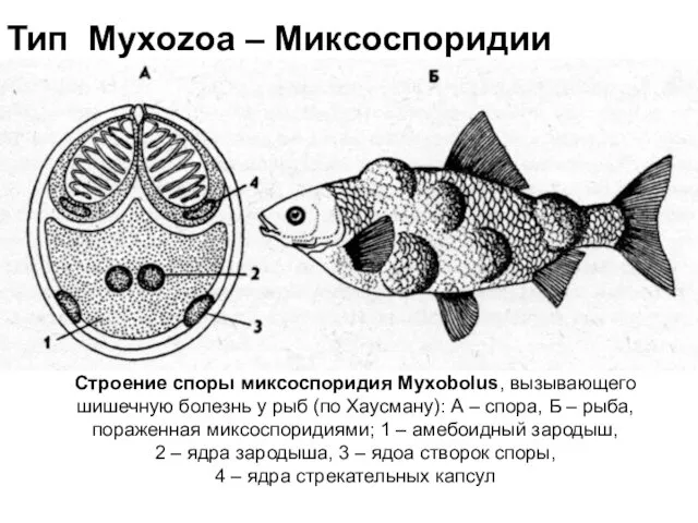 Строение споры миксоспоридия Myxobolus, вызывающего шишечную болезнь у рыб (по Хаусману):