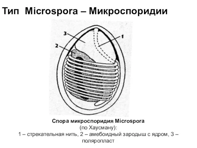 Спора микроспоридия Microspora (по Хаусману): 1 – стрекательная нить, 2 –