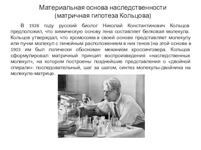 В 1928 году русский биолог Николай Константинович Кольцов предположил, что химическую