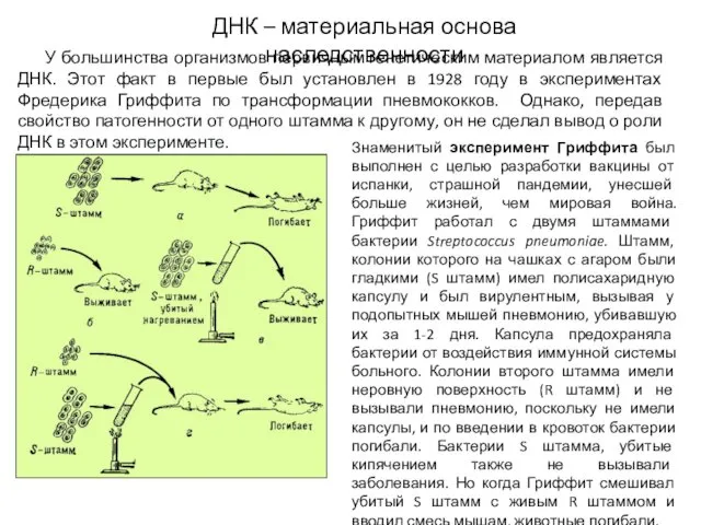 У большинства организмов первичным генетическим материалом является ДНК. Этот факт в