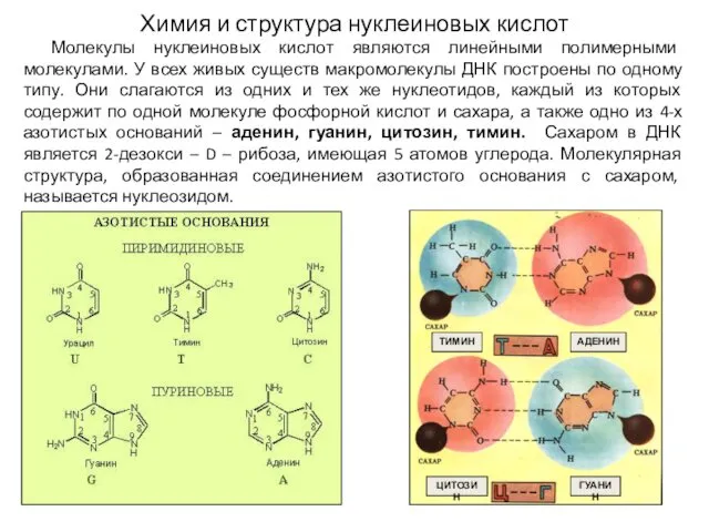 Химия и структура нуклеиновых кислот Молекулы нуклеиновых кислот являются линейными полимерными