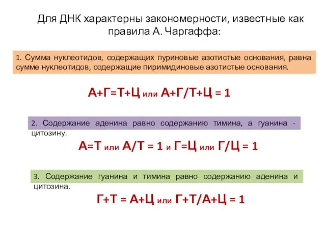 Для ДНК характерны закономерности, известные как правила А. Чаргаффа: 1. Сумма