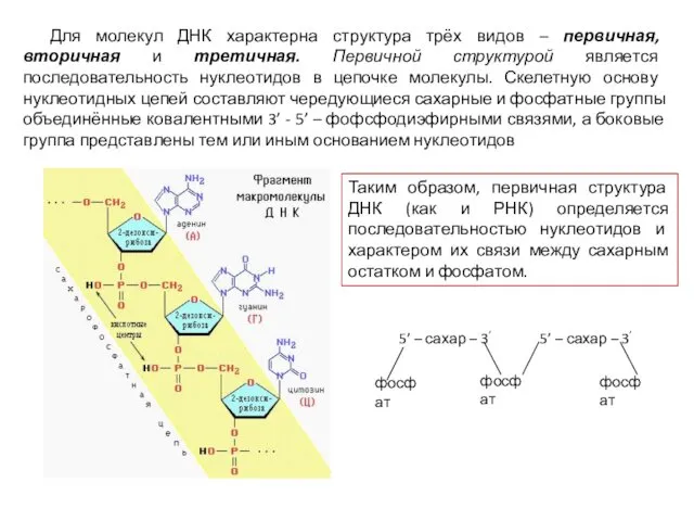 Для молекул ДНК характерна структура трёх видов – первичная, вторичная и