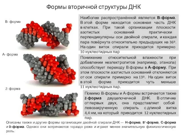 Формы вторичной структуры ДНК В- форма А- форма Z- форма Наиболее