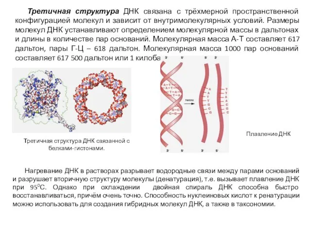 Третичная структура ДНК связана с трёхмерной пространственной конфигурацией молекул и зависит