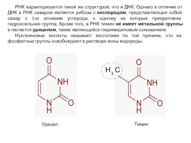 РНК характеризуется такой же структурой, что и ДНК. Однако в отличие