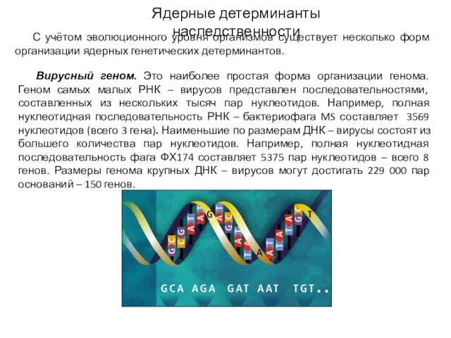 Ядерные детерминанты наследственности С учётом эволюционного уровня организмов существует несколько форм