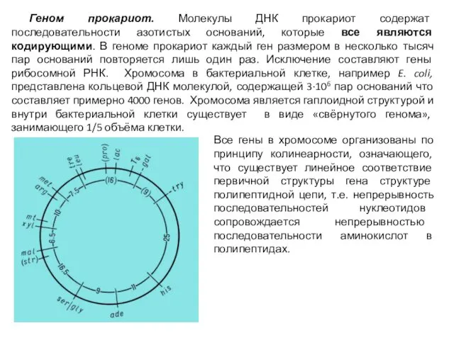 Геном прокариот. Молекулы ДНК прокариот содержат последовательности азотистых оснований, которые все