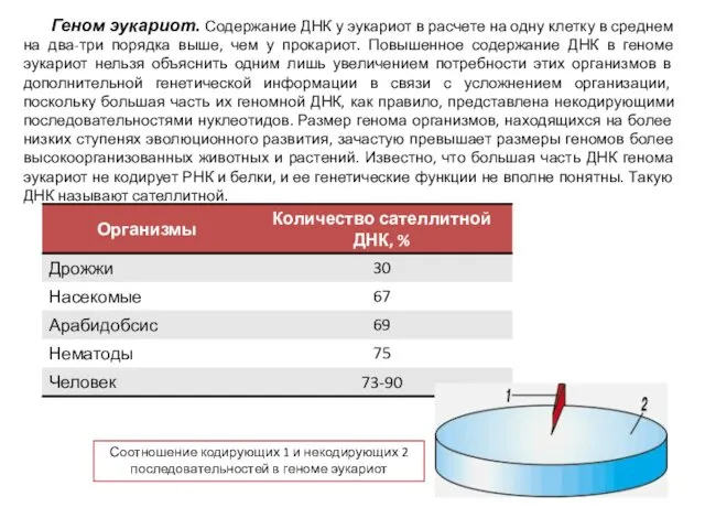 Геном эукариот. Содержание ДНК у эукариот в расчете на одну клетку