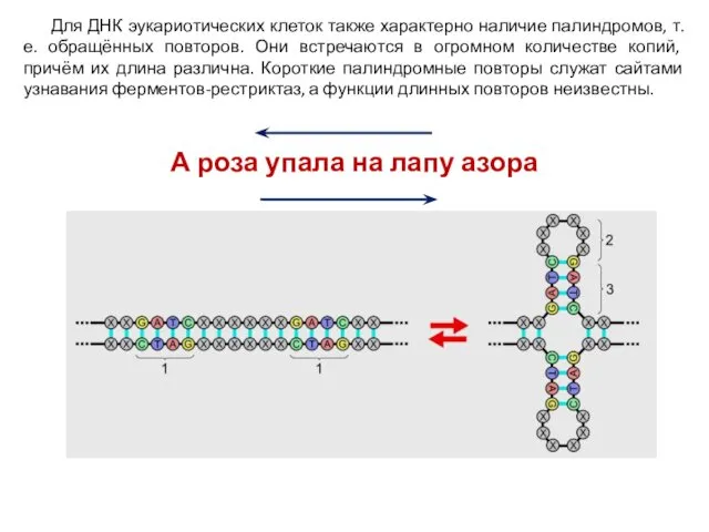 Для ДНК эукариотических клеток также характерно наличие палиндромов, т.е. обращённых повторов.