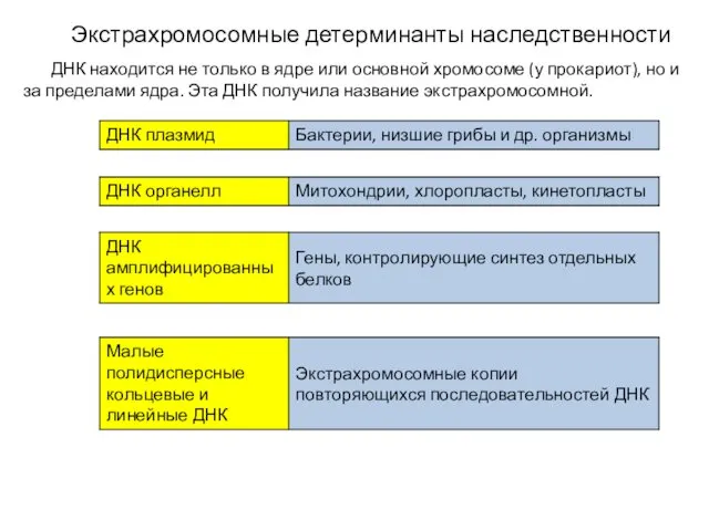 Экстрахромосомные детерминанты наследственности ДНК находится не только в ядре или основной