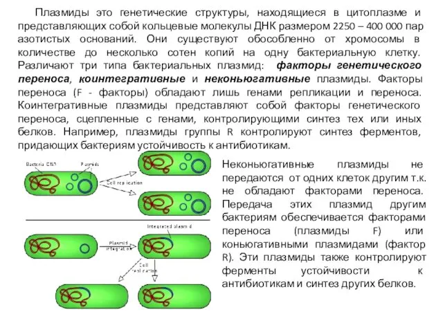 Плазмиды это генетические структуры, находящиеся в цитоплазме и представляющих собой кольцевые