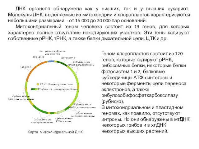 ДНК органелл обнаружена как у низших, так и у высших эукариот.