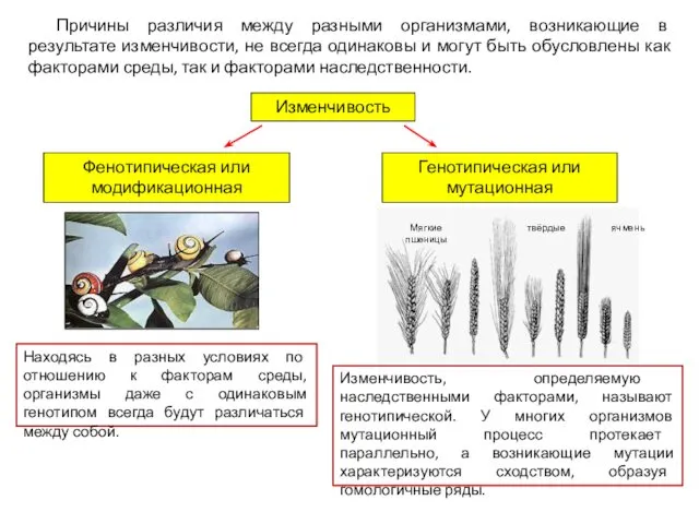 Причины различия между разными организмами, возникающие в результате изменчивости, не всегда