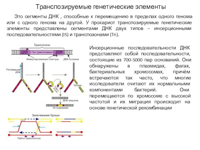 Транспозируемые генетические элементы Это сегменты ДНК , способные к перемещению в