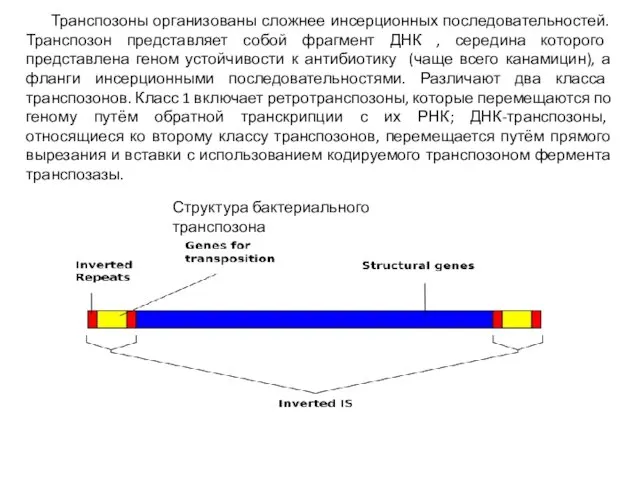 Транспозоны организованы сложнее инсерционных последовательностей. Транспозон представляет собой фрагмент ДНК ,