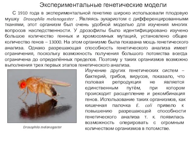 Drosophila melanogaster Экспериментальные генетические модели С 1910 года в экспериментальной генетике