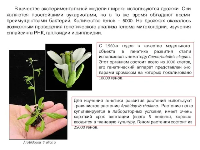 В качестве экспериментальной модели широко используются дрожжи. Они являются простейшими эукариотами,