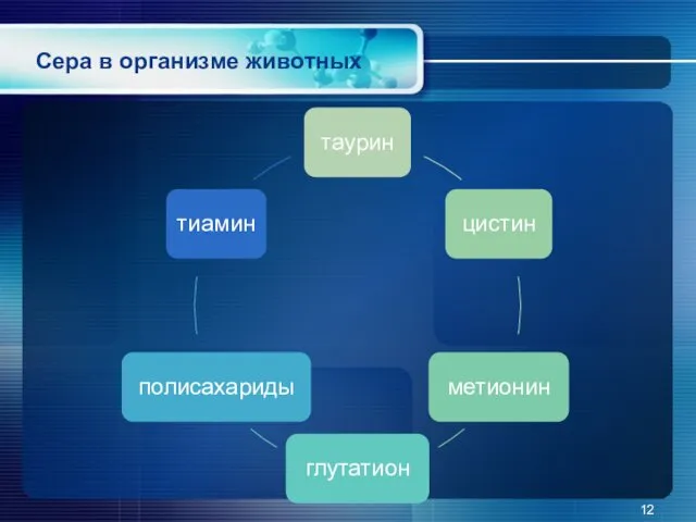 Сера в организме животных