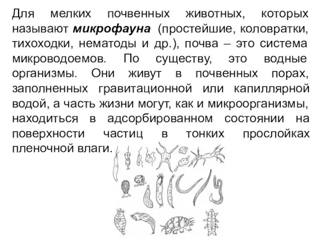 Для мелких почвенных животных, которых называют микрофауна (простейшие, коловратки, тихоходки, нематоды