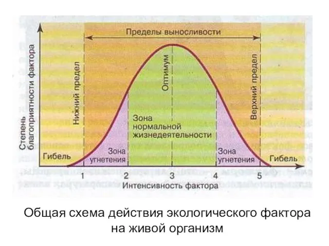 Общая схема действия экологического фактора на живой организм