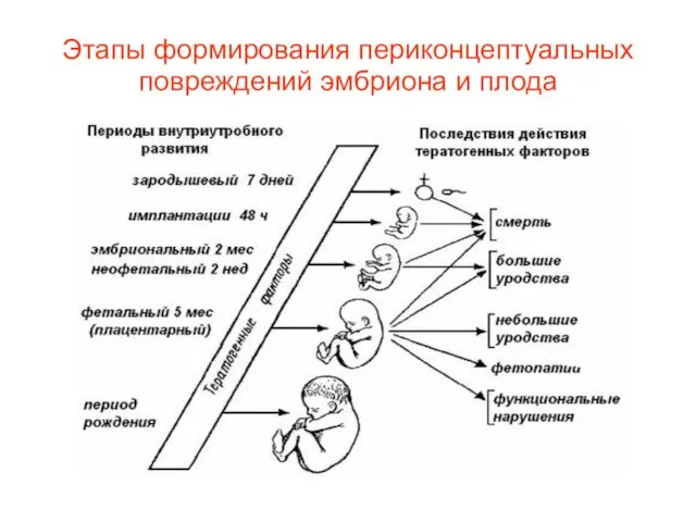 Этапы формирования периконцептуальных повреждений эмбриона и плода