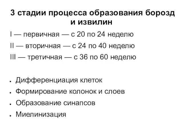 3 стадии процесса образования борозд и извилин I — первичная —