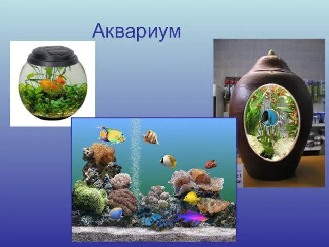 Аквариум