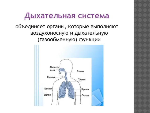 Дыхательная система объединяет органы, которые выполняют воздухоносную и дыхательную (газообменную) функции