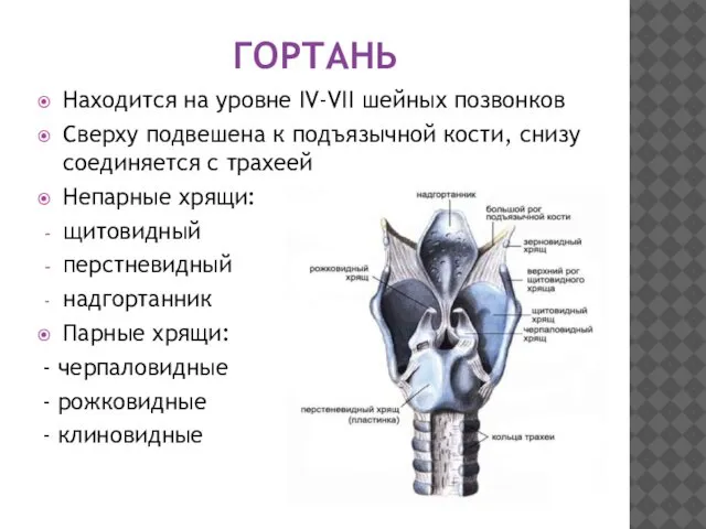 ГОРТАНЬ Находится на уровне IV-VII шейных позвонков Сверху подвешена к подъязычной