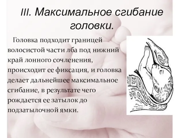 III. Максимальное сгибание головки. Головка подходит границей волосистой части лба под