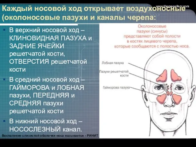 Каждый носовой ход открывает воздухоносные (околоносовые пазухи и каналы черепа: В