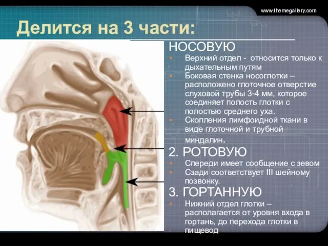 Делится на 3 части: НОСОВУЮ Верхний отдел - относится только к