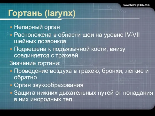 www.themegallery.com Гортань (larynx) Непарный орган Расположена в области шеи на уровне