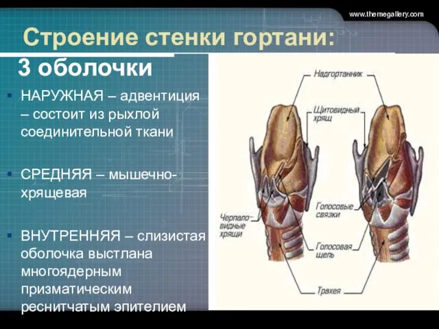 Строение стенки гортани: 3 оболочки НАРУЖНАЯ – адвентиция – состоит из