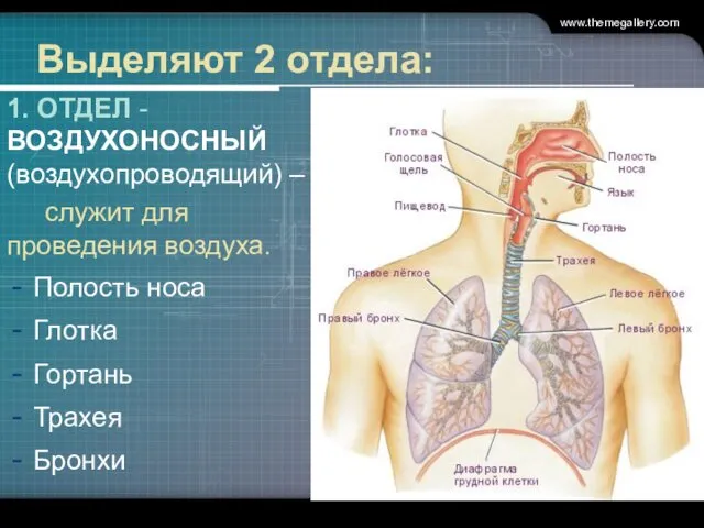 Выделяют 2 отдела: 1. ОТДЕЛ - ВОЗДУХОНОСНЫЙ (воздухопроводящий) – служит для