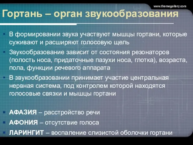 Гортань – орган звукообразования В формировании звука участвуют мышцы гортани, которые