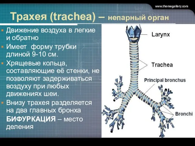 Трахея (trachea) – непарный орган Движение воздуха в легкие и обратно