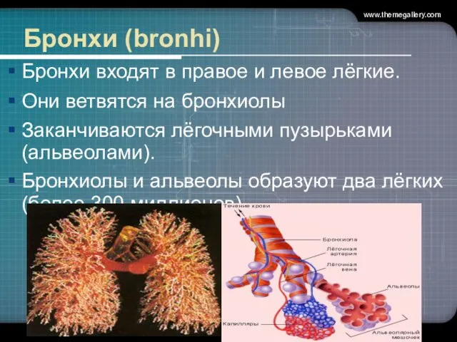 www.themegallery.com Бронхи (bronhi) Бронхи входят в правое и левое лёгкие. Они